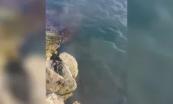 Denizlerimize lağım suları pompalıyoruz
