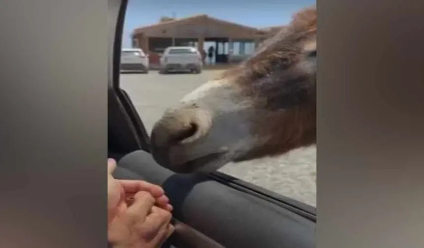 Eşeğe sigara verip çakmak çaktılar: Eşekler başıboş olabilir ama sahipsiz değiller